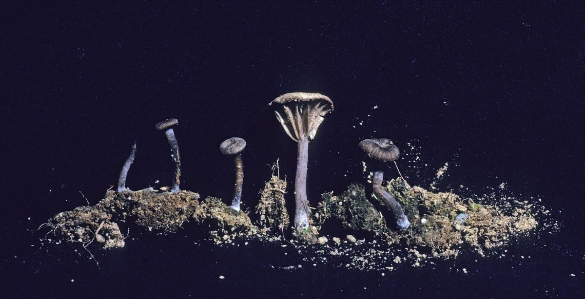 Clitocybe obscurata image