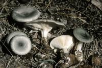 Clitocybe odora image