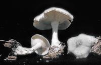 Clitocybe odora image