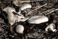 Clitocybe odora image