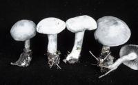 Clitocybe odora image