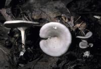 Clitocybe phaeophthalma image