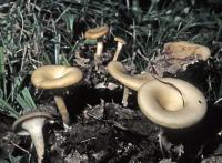 Clitocybe phaeophthalma image