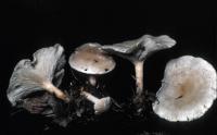 Clitocybe phaeophthalma image