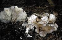 Clitocybe phyllophila image