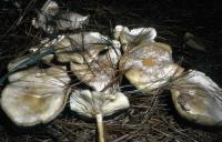 Clitocybe phyllophila image