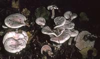 Clitocybe phyllophila image