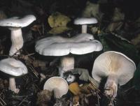 Clitocybe phyllophila image