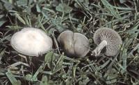 Clitocybe plana image