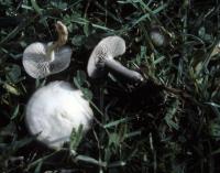 Clitocybe plana image