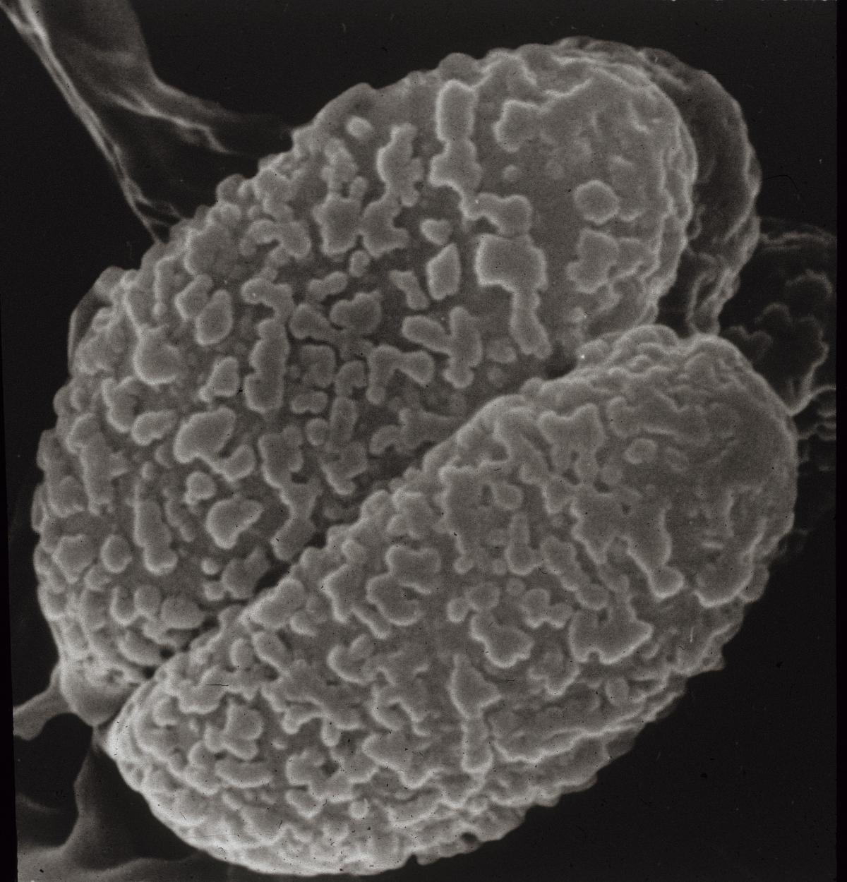 Clitocybe praefellea image