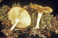 Clitocybe radicellata image