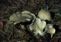 Clitocybe robusta image