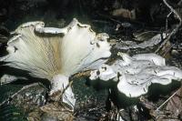 Clitocybe robusta image