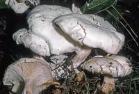 Clitocybe robusta image