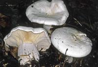 Image of Clitocybe robusta