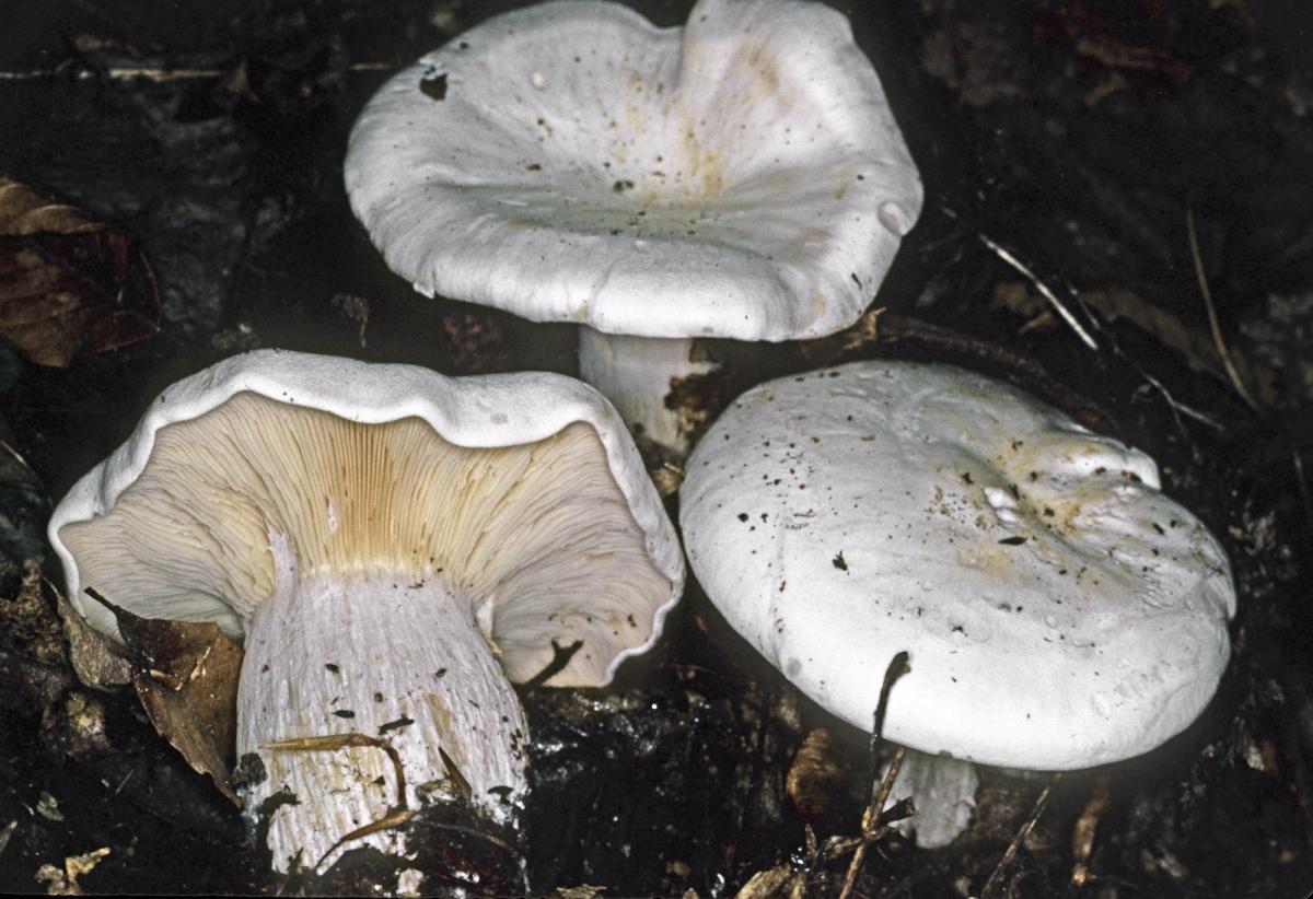 Clitocybe robusta image