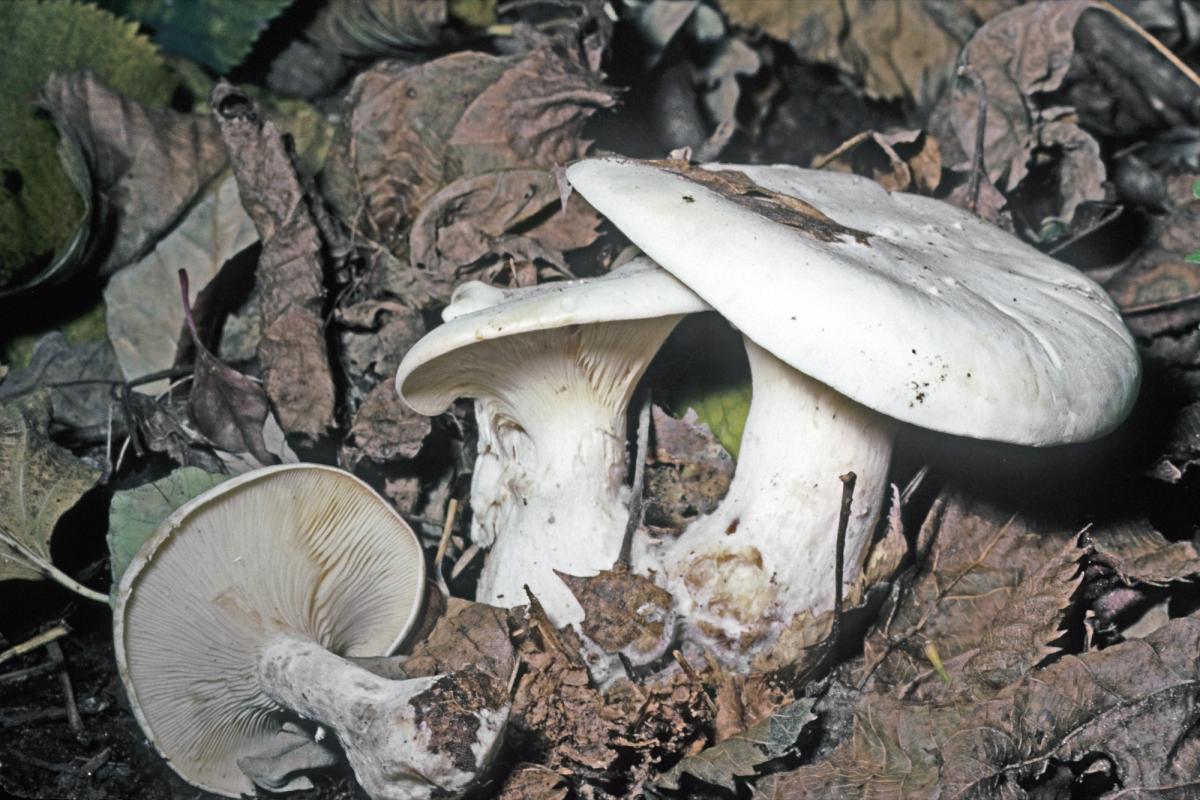 Clitocybe robusta image