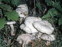 Clitocybe robusta image