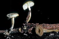 Clitocybe salmonilamella image