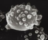Clitocybe shafferi image