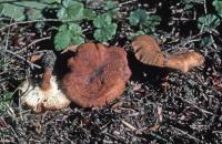 Clitocybe sinopica image