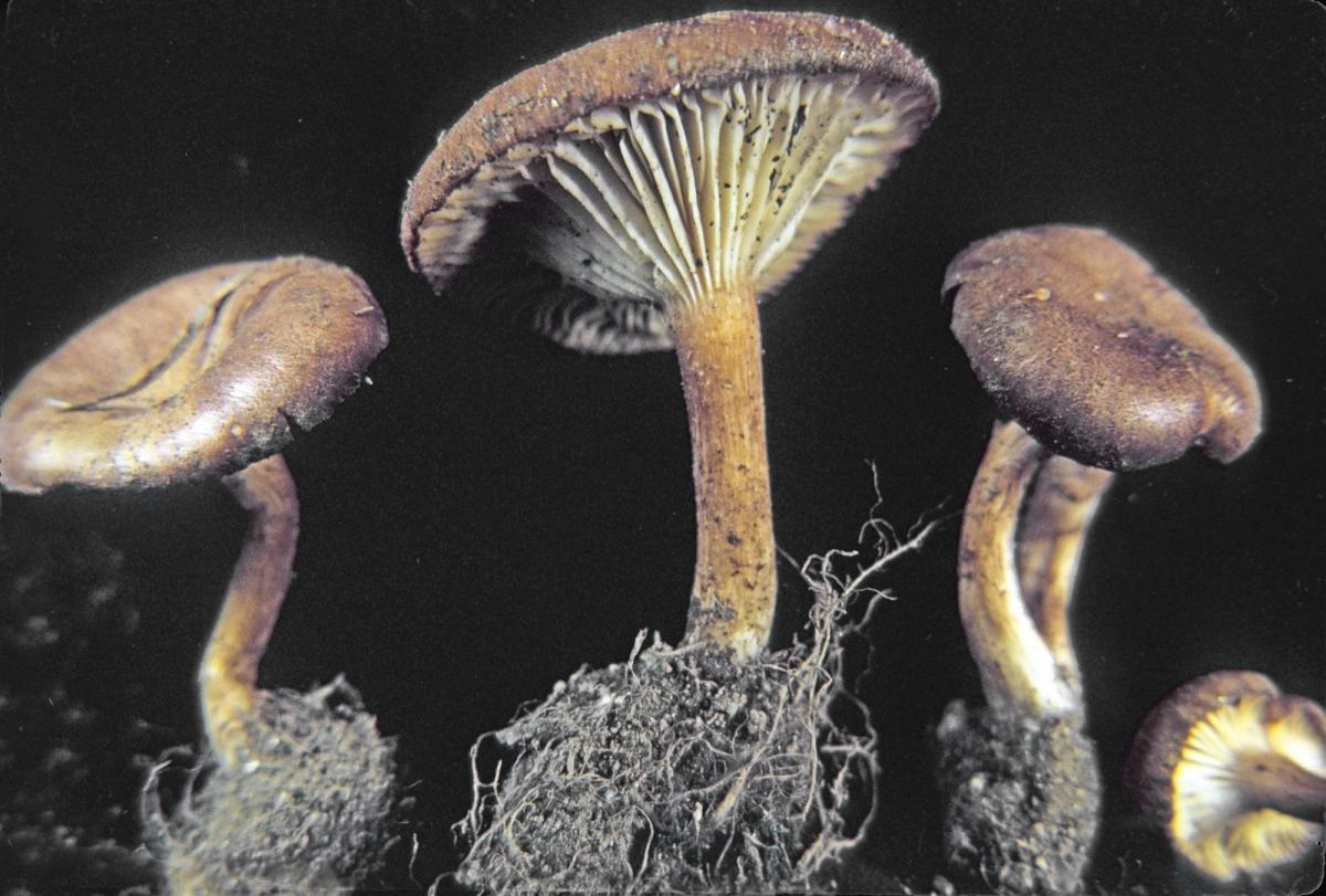 Clitocybe sinopica image