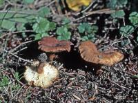 Clitocybe sinopica image