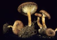 Clitocybe sinopica image