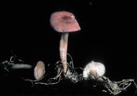 Armillaria socialis image