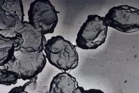 Image of Clitocybe sordida