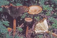 Clitocybe squamulosa image