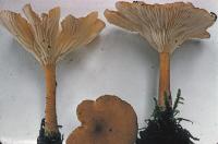 Clitocybe squamulosa image