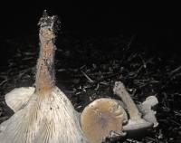 Clitocybe squamulosa image