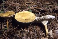 Clitocybe squamulosa image