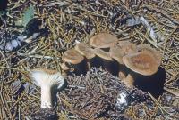 Clitocybe squamulosa image