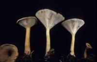 Clitocybe squamulosa image