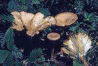 Clitocybe squamulosa image