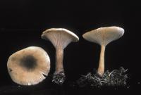 Image of Clitocybe squamulosa