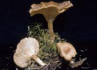 Clitocybe squamulosa image