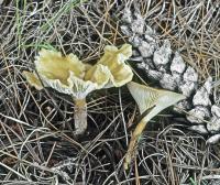 Clitocybe squamulosa image