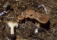 Clitocybe squamulosa image