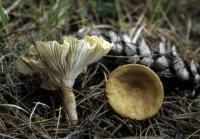 Clitocybe squamulosa image