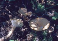 Clitocybe squamulosa image