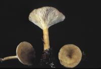 Clitocybe squamulosa image