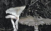 Clitocybe squamulosa var. sicca image