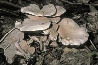 Clitocybe subconnexa image