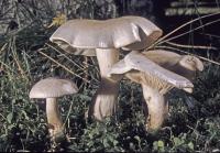 Clitocybe subconnexa image