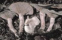 Clitocybe subconnexa image