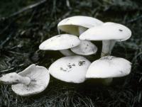 Clitocybe subconnexa image